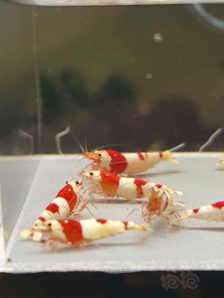 【水晶虾】【出售】高端纯血红白繁殖组10只，包邮
【厚甲】喜欢厚甲的来-图1
