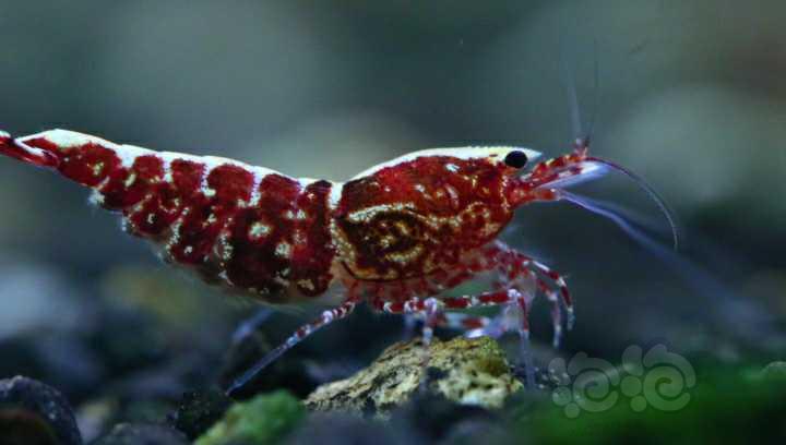 【虾】2023-03-25#RMB拍卖红银河抱卵母虾9只一份-图5