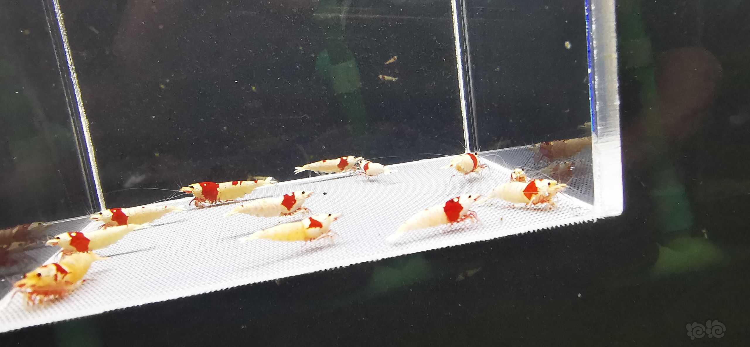 【虾】2023－03－04#RMB拍卖红白繁殖组12只-图3