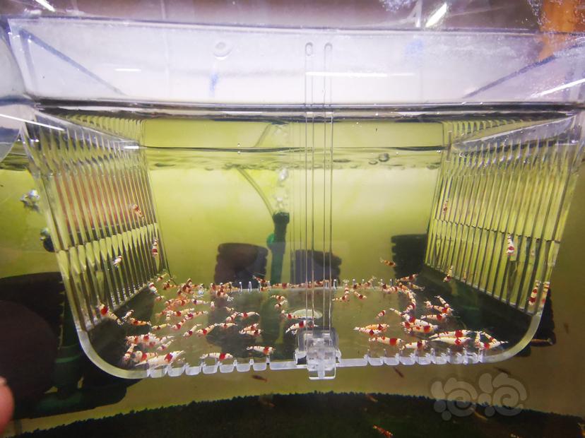 【虾】2023-03-23#RMB拍卖红白幼虾一组100只-图3
