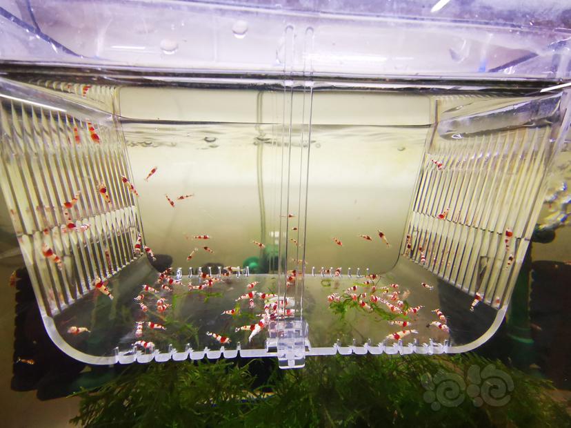 【虾】2023-03-04#RMB拍卖红白幼虾一组100只-图1