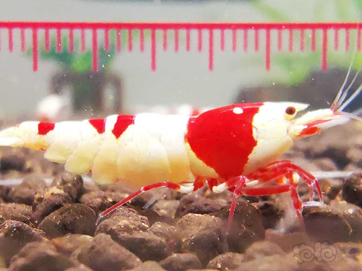 【虾】2023-3-11#RMB拍卖红白一对-图1