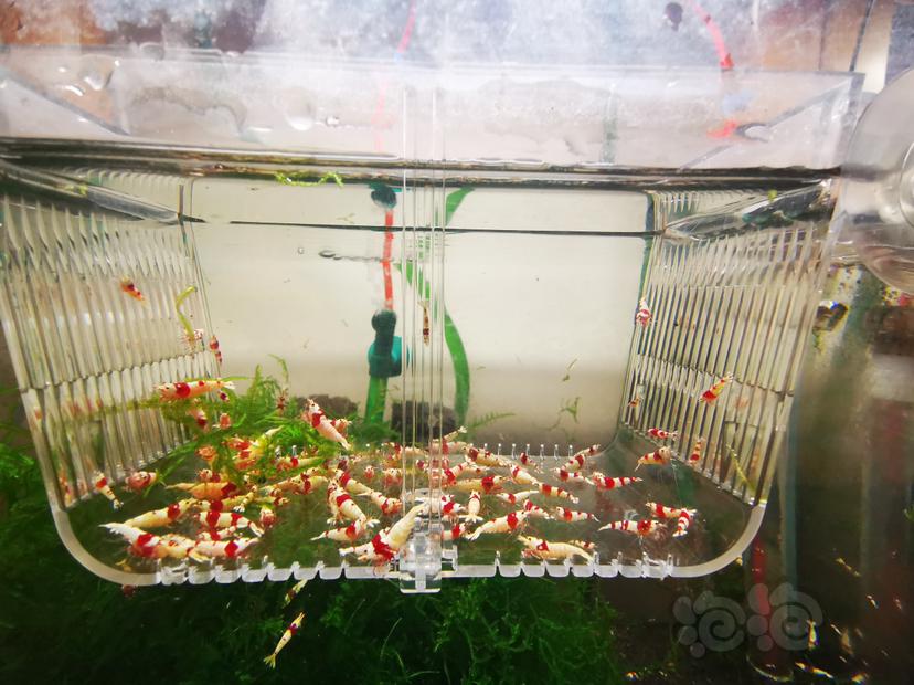 【虾】2023-03-09#RMB拍卖红白亚成虾一组100只-图4