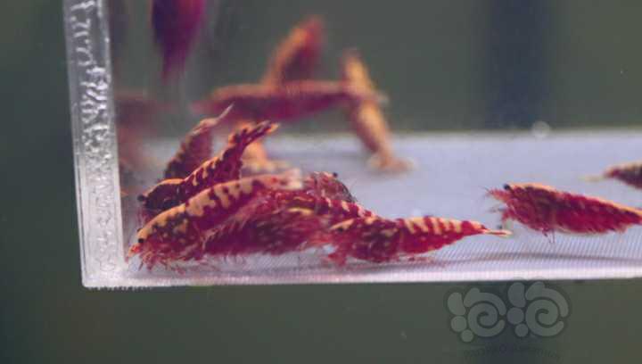 【水晶虾】出一组20只全母红银河-图2