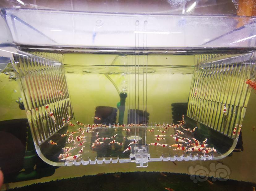 【虾】2023-03-23#RMB拍卖红白幼虾一组100只-图1