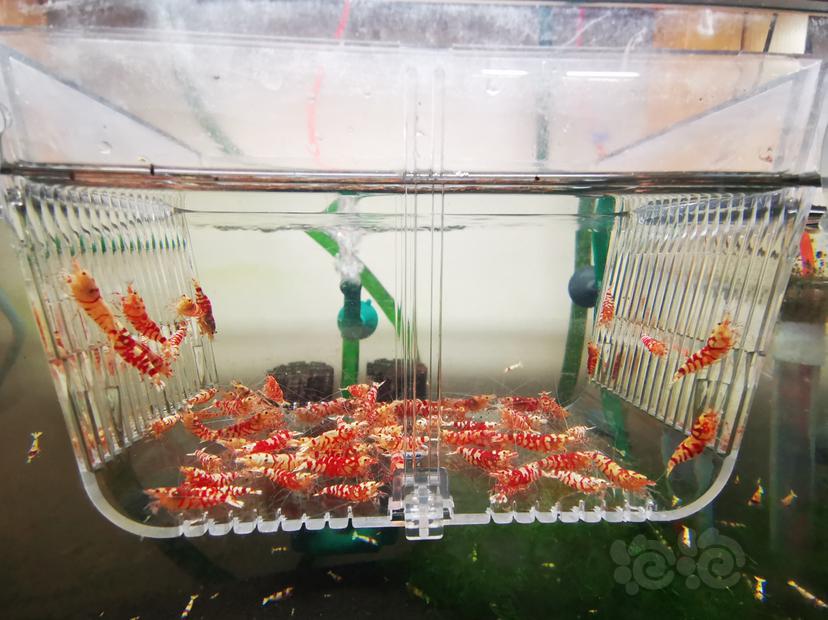 【虾】2023-03-29#RMB拍卖红花虎成公一组70只-图2