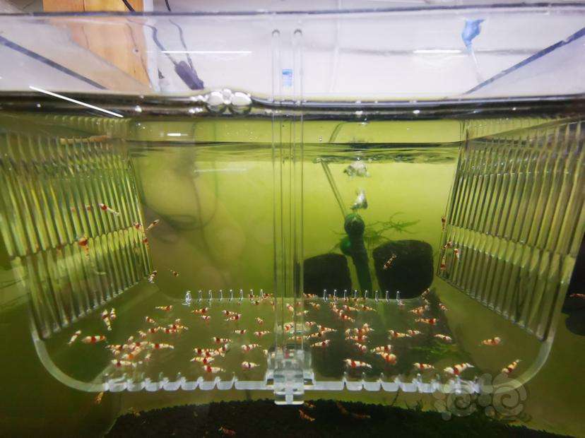 【虾】2023-03-26#RMB拍卖红白幼虾一组100只-图1