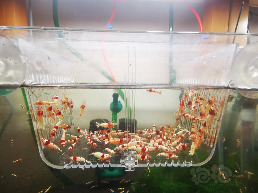 【虾】2023-03-25#RMB拍卖红白成公虾一组100只-图2