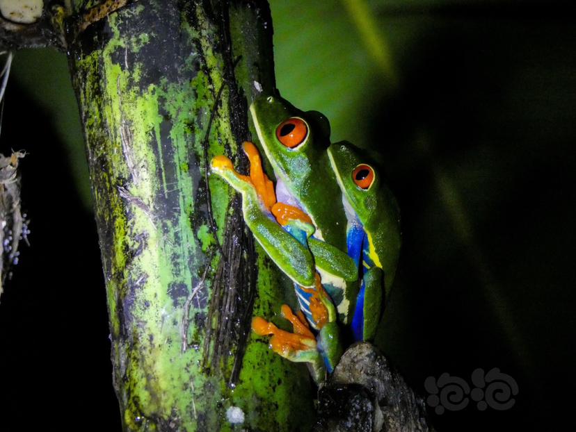 丽红眼蛙，red-eyed tree frog-图3
