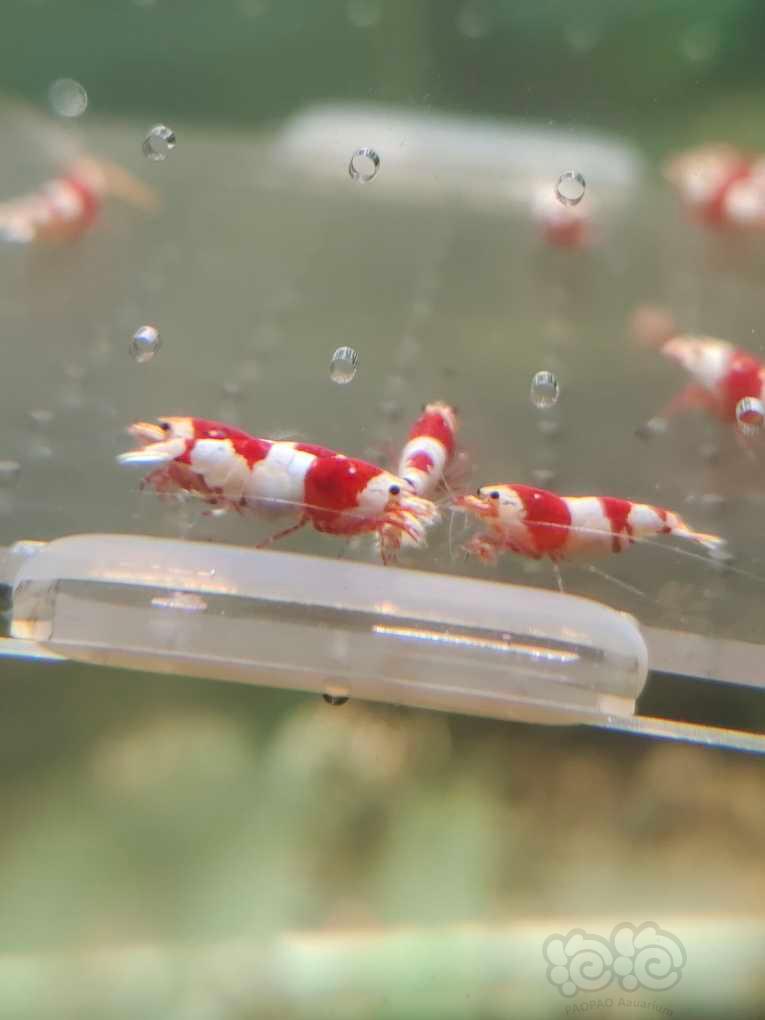 【水晶虾】【出售】纯血红白繁殖组15母5公
【份数】一份20只-图7