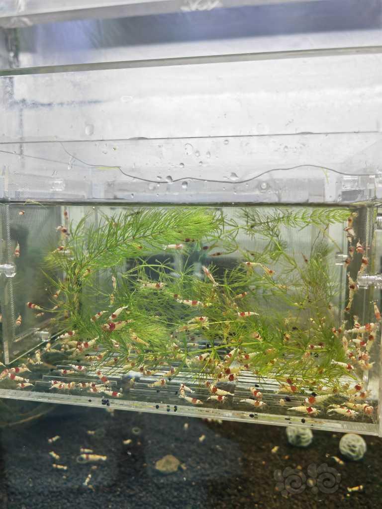【水晶虾】出300只红白苗子0.8-1.4左右-图2
