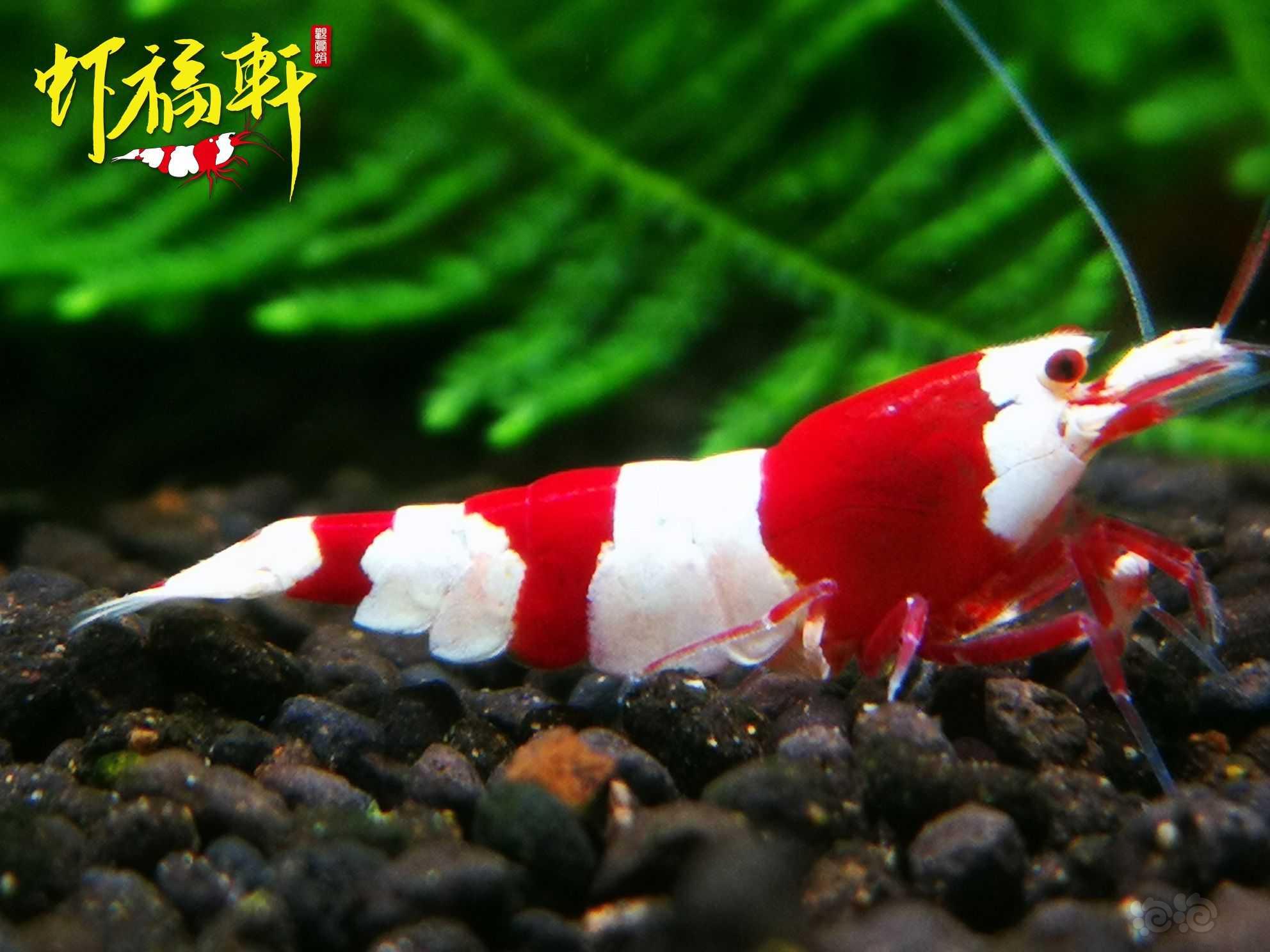 【虾】2023-03月27#RMB拍卖#红白虎牙V型-图1