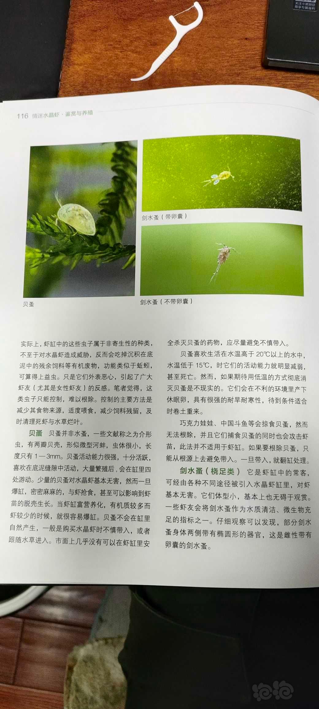 【用品】2023-3-15#RMB拍卖#《情迷水晶虾》书一本-图9