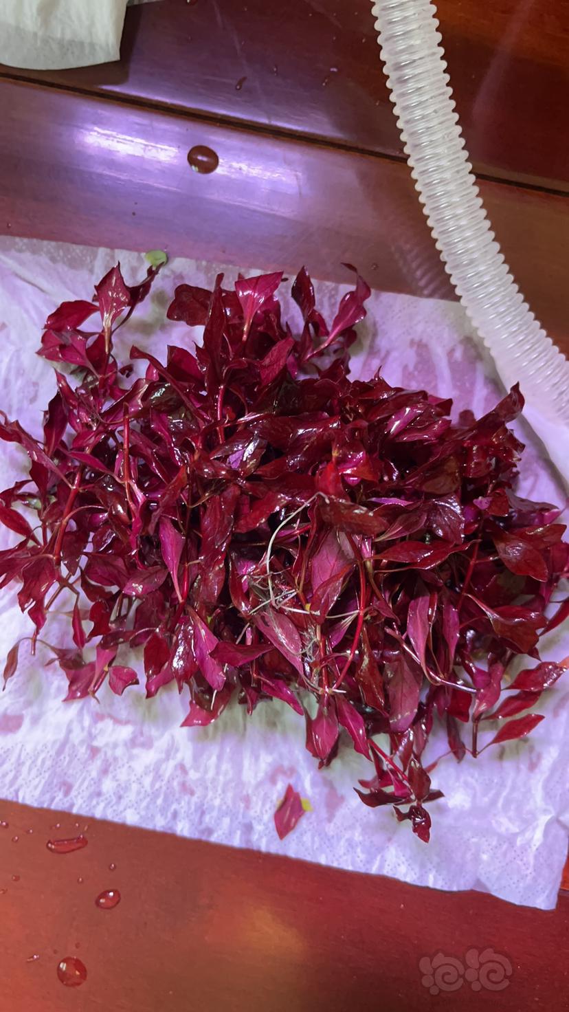 【赠送】送无藻水草！紫红丁香、罗贝里、小圆叶、大红叶等-图2