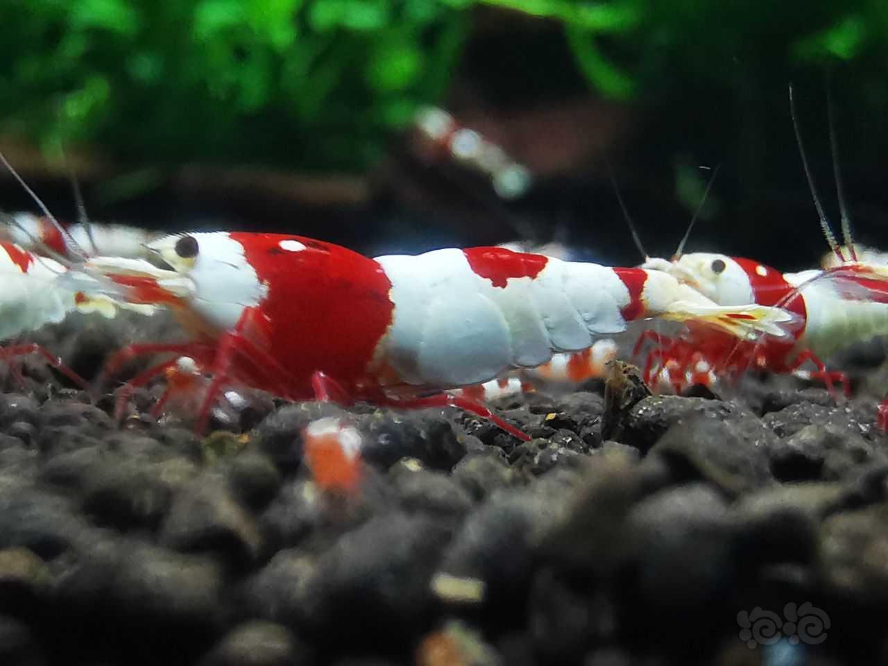 红白虾-图8
