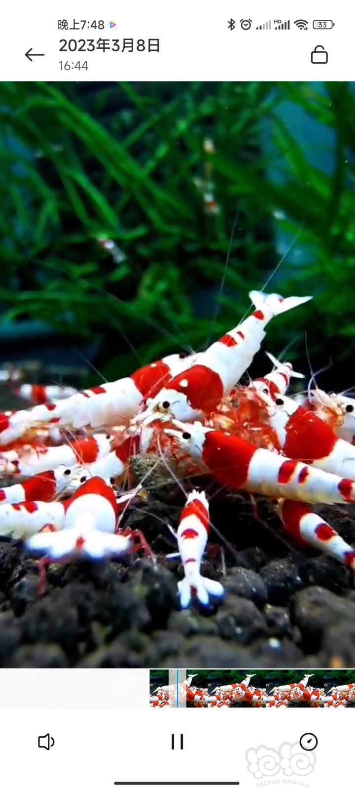 【水晶虾】纯血红白水晶虾-图3