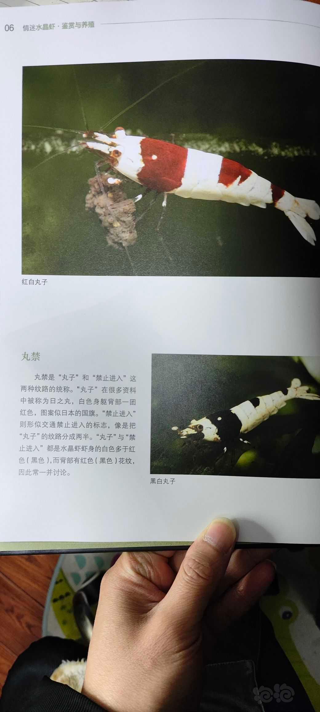 【用品】2023-3-15#RMB拍卖#《情迷水晶虾》书一本-图6