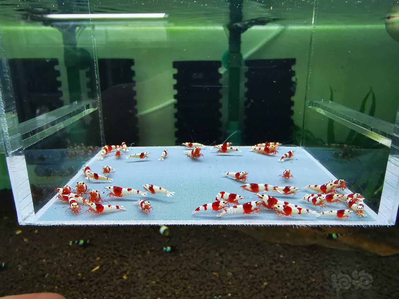 【虾】2023-3-13#RMB拍卖#红白水晶虾一份40只：-图11