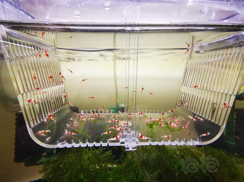 【虾】2023-03-04#RMB拍卖红白幼虾一组100只-图4