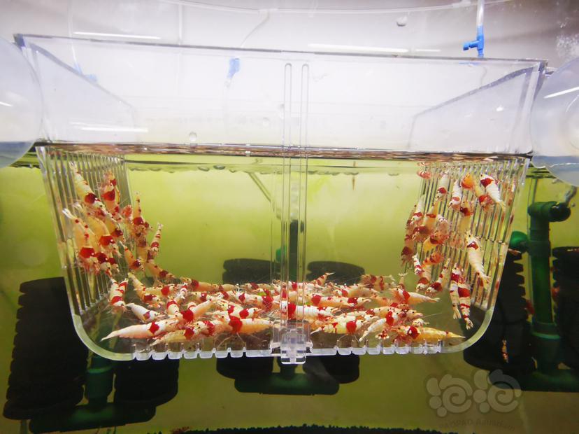 【虾】2023-03-24#RMB拍卖红白成公虾一组100只-图1
