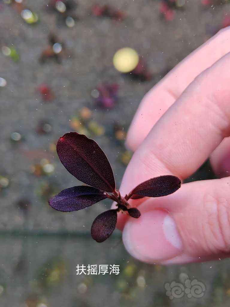 【水草】2023-03-18#RMB拍卖# 卡佩特小头，绿圆，数码玉-图7
