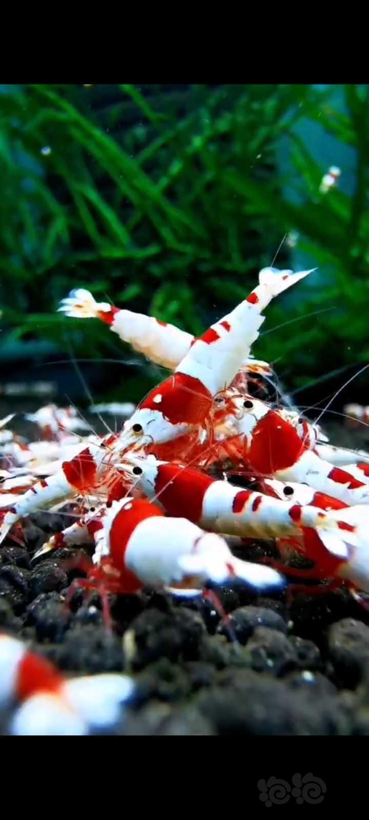 【水晶虾】纯血红白水晶虾-图5
