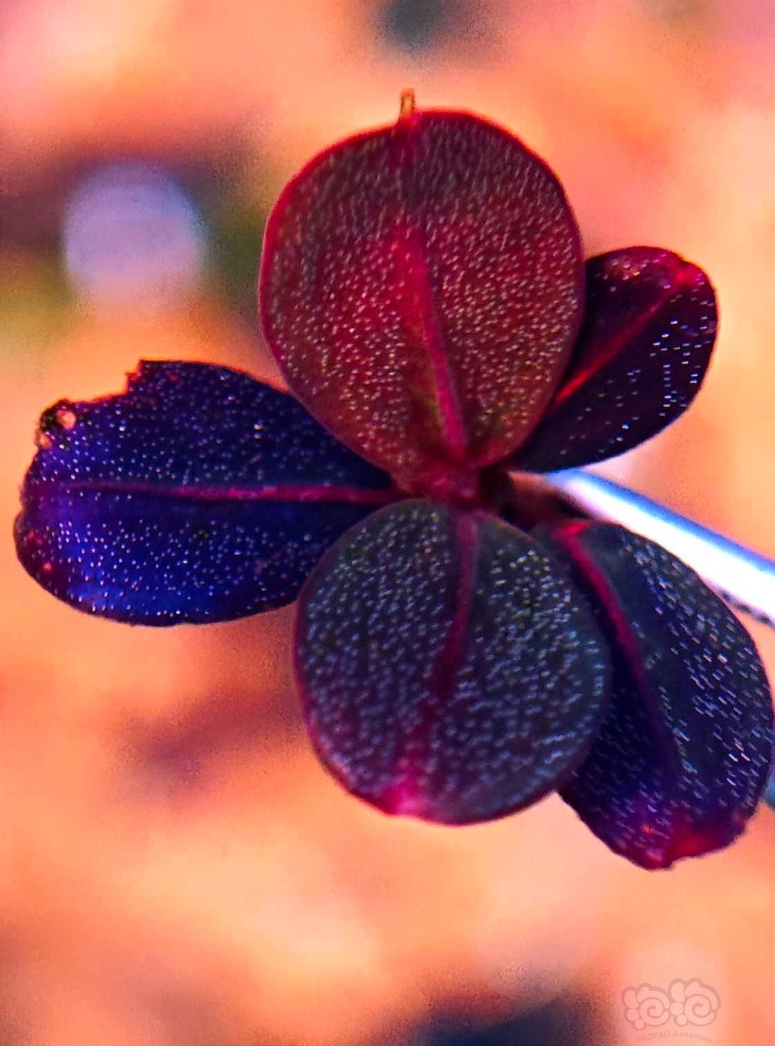 紫金花-图1