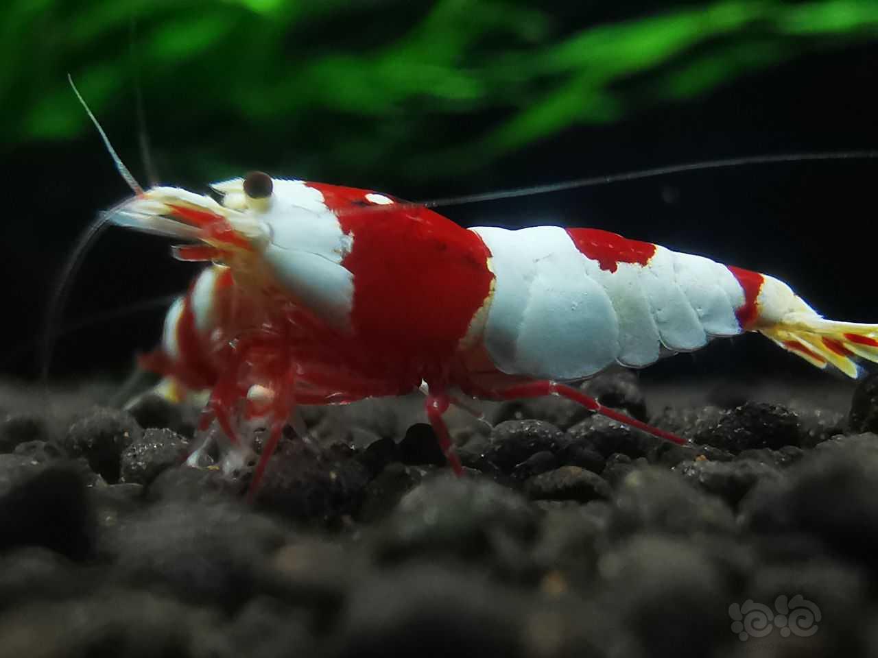 红白虾-图6