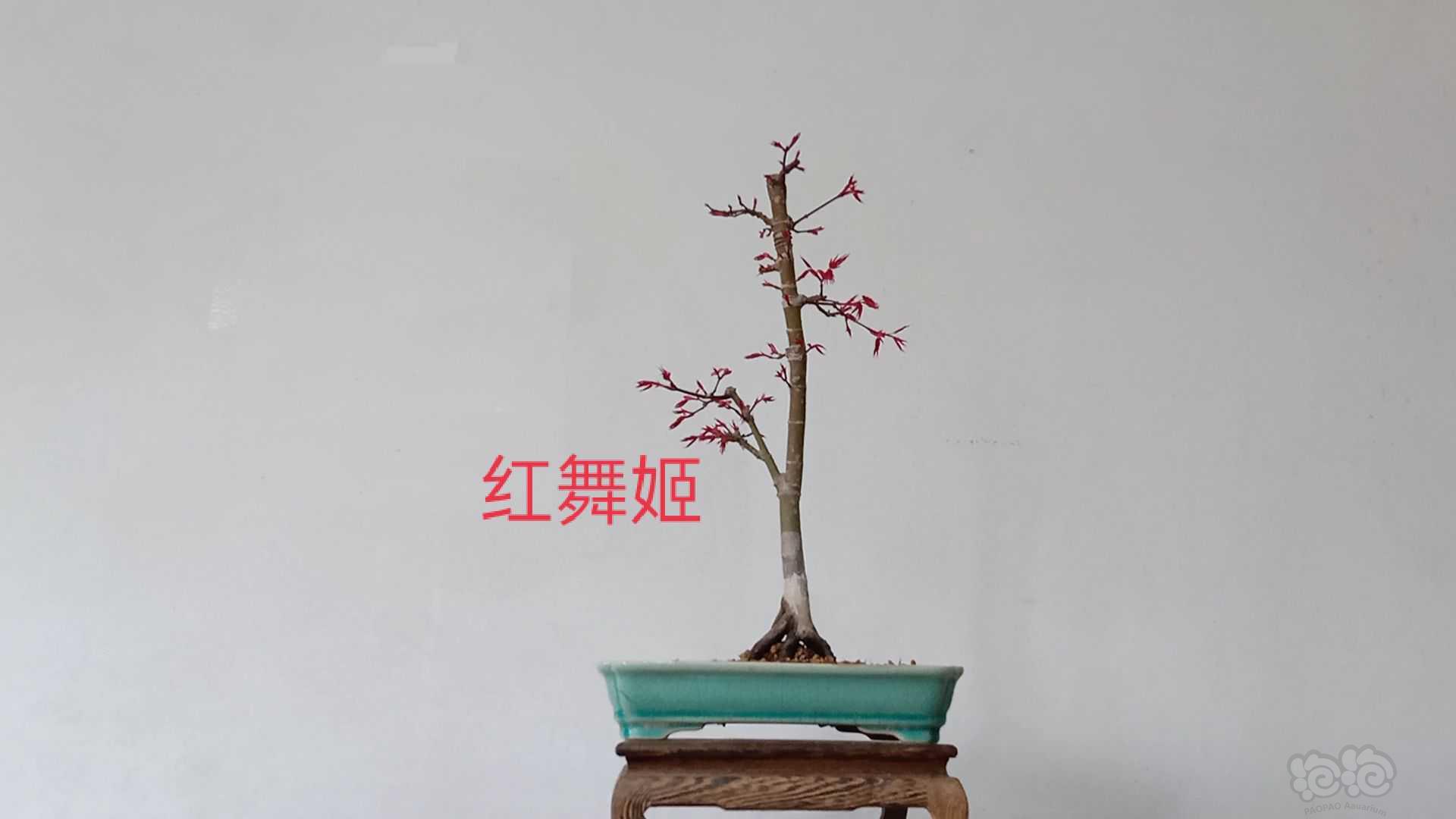 【盆栽】红舞姬——-图1