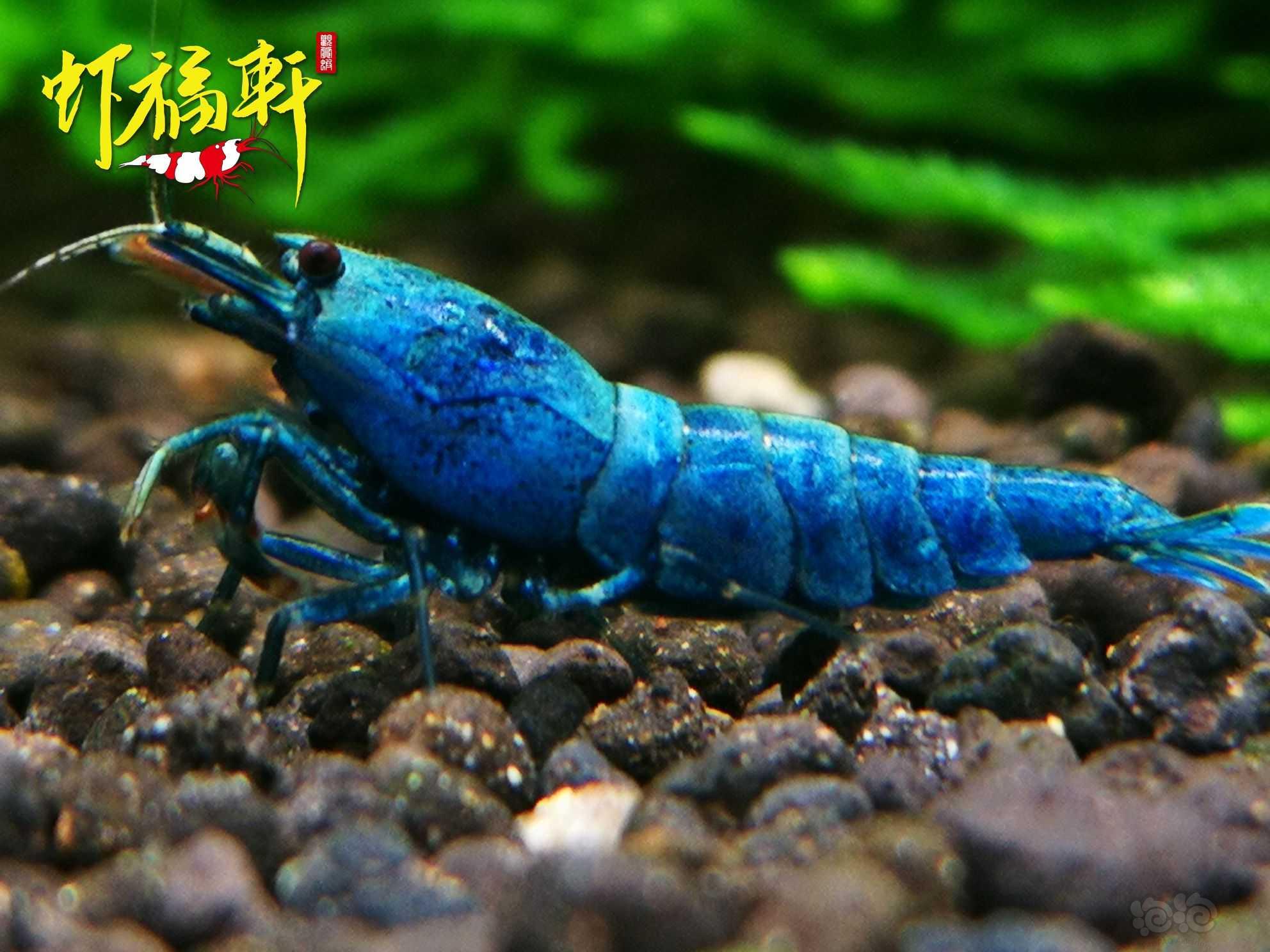 【虾】2023-03-19#RMB拍卖#蓝金刚5只-图3