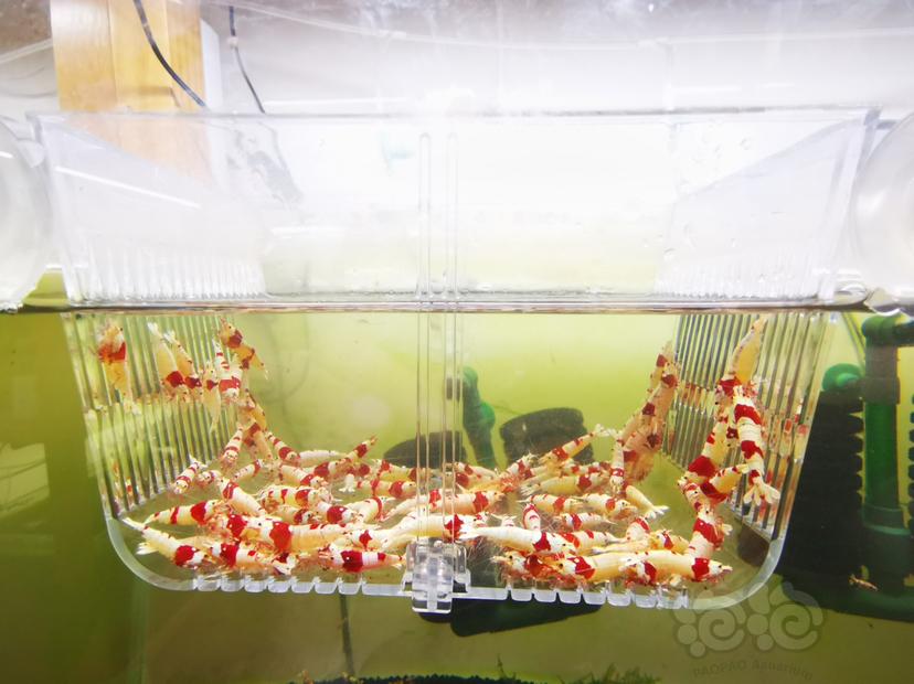 【虾】2023-03-21#RMB拍卖红白成公虾一组100只-图4