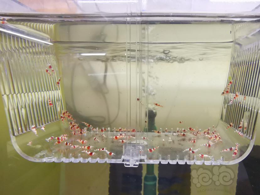 【虾】2023-03-03#RMB拍卖红白幼虾一组100只-图4
