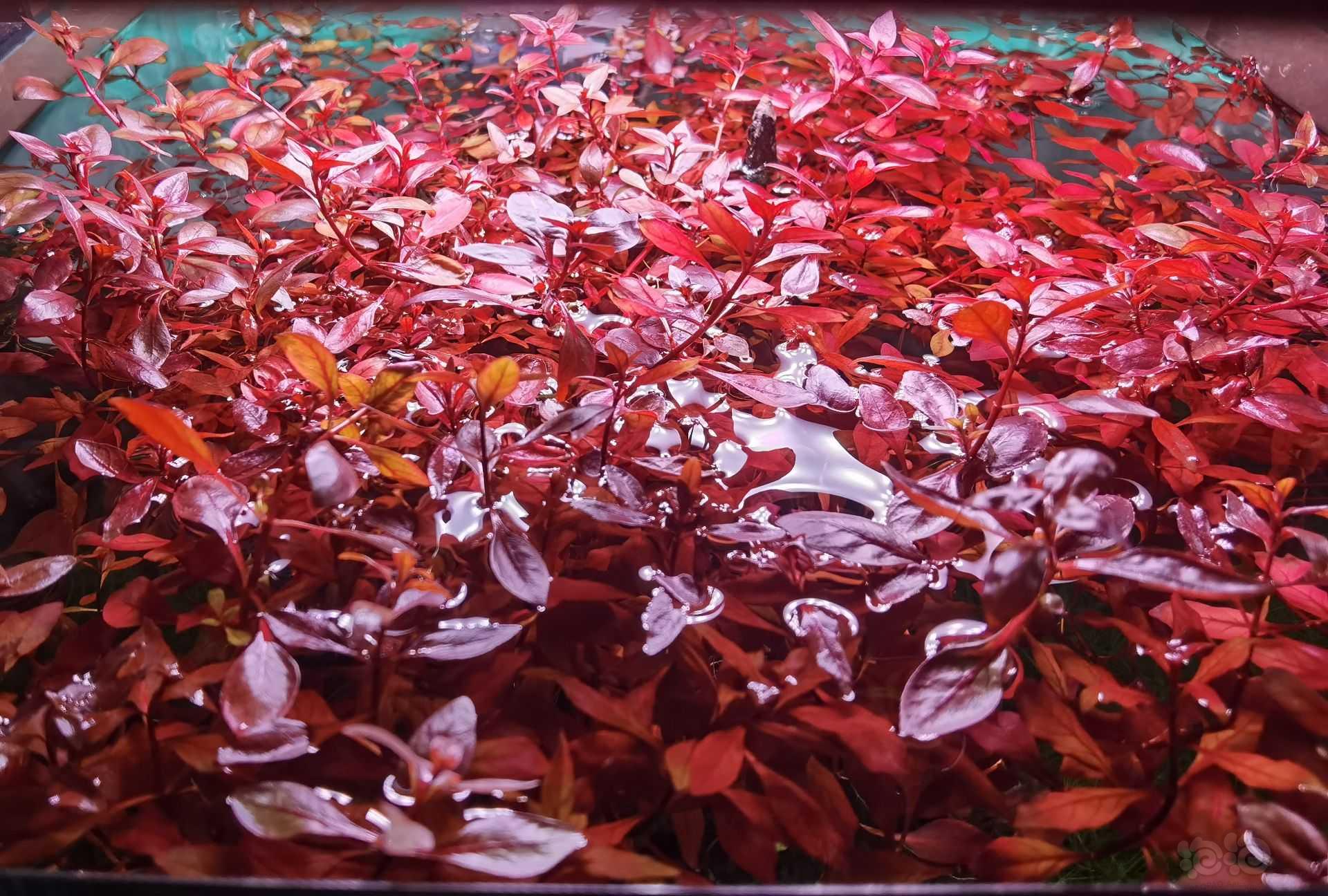 紫红丁香-图1