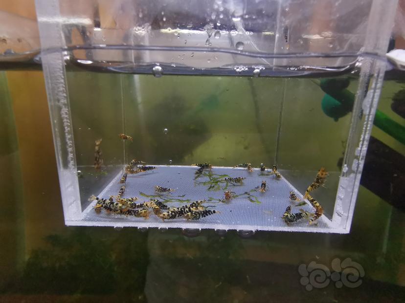 【虾】2023-03-02#RMB拍卖黑花虎幼虾一组40只-图3