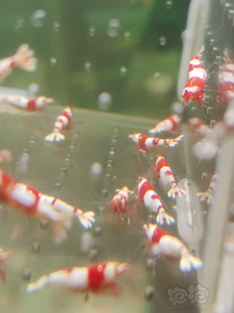 【水晶虾】【出售】纯血红白繁殖组15母5公
【份数】一份20只-图5