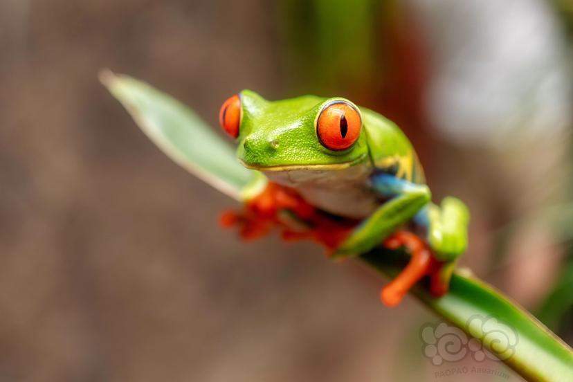 丽红眼蛙，red-eyed tree frog-图4