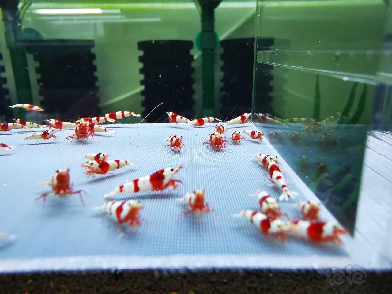 【虾】2023-3-13#RMB拍卖#红白水晶虾一份40只：-图2