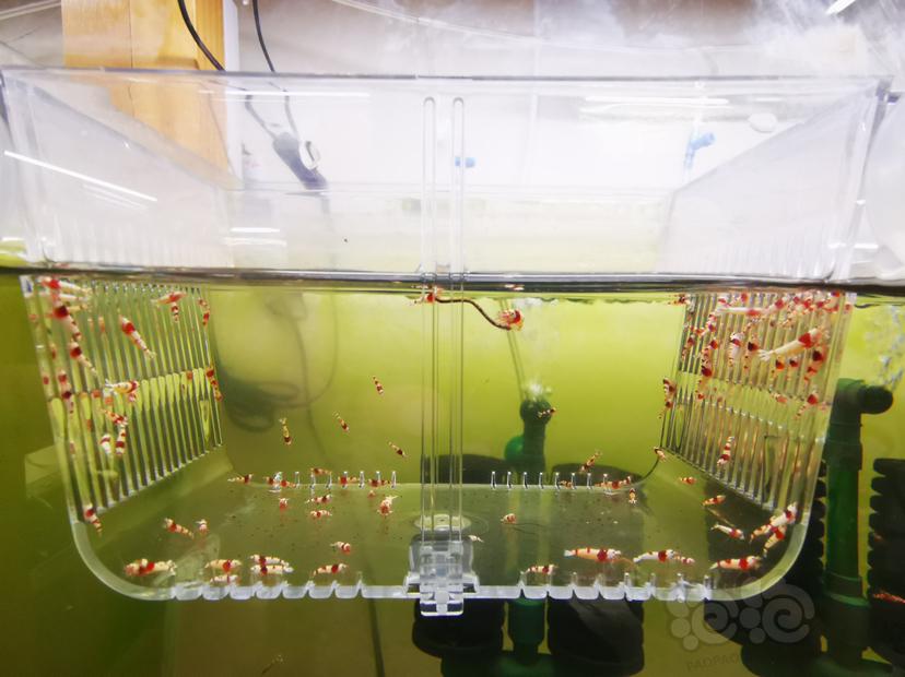 【虾】2023-03-24#RMB拍卖红白幼虾一组100只-图2