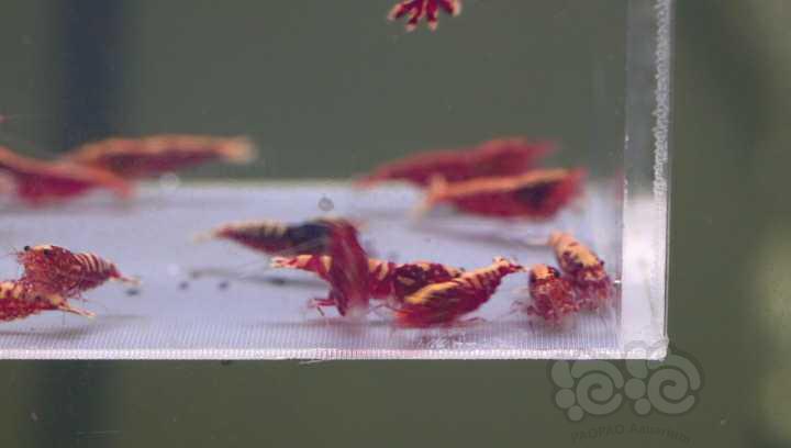 【水晶虾】出一组20只全母红银河-图1