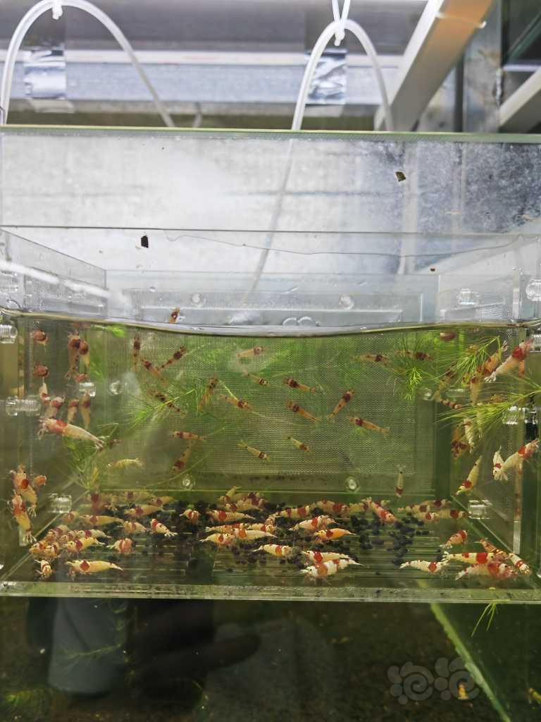 【虾】2023-03-31#RMB拍卖红白成虾100只-图2