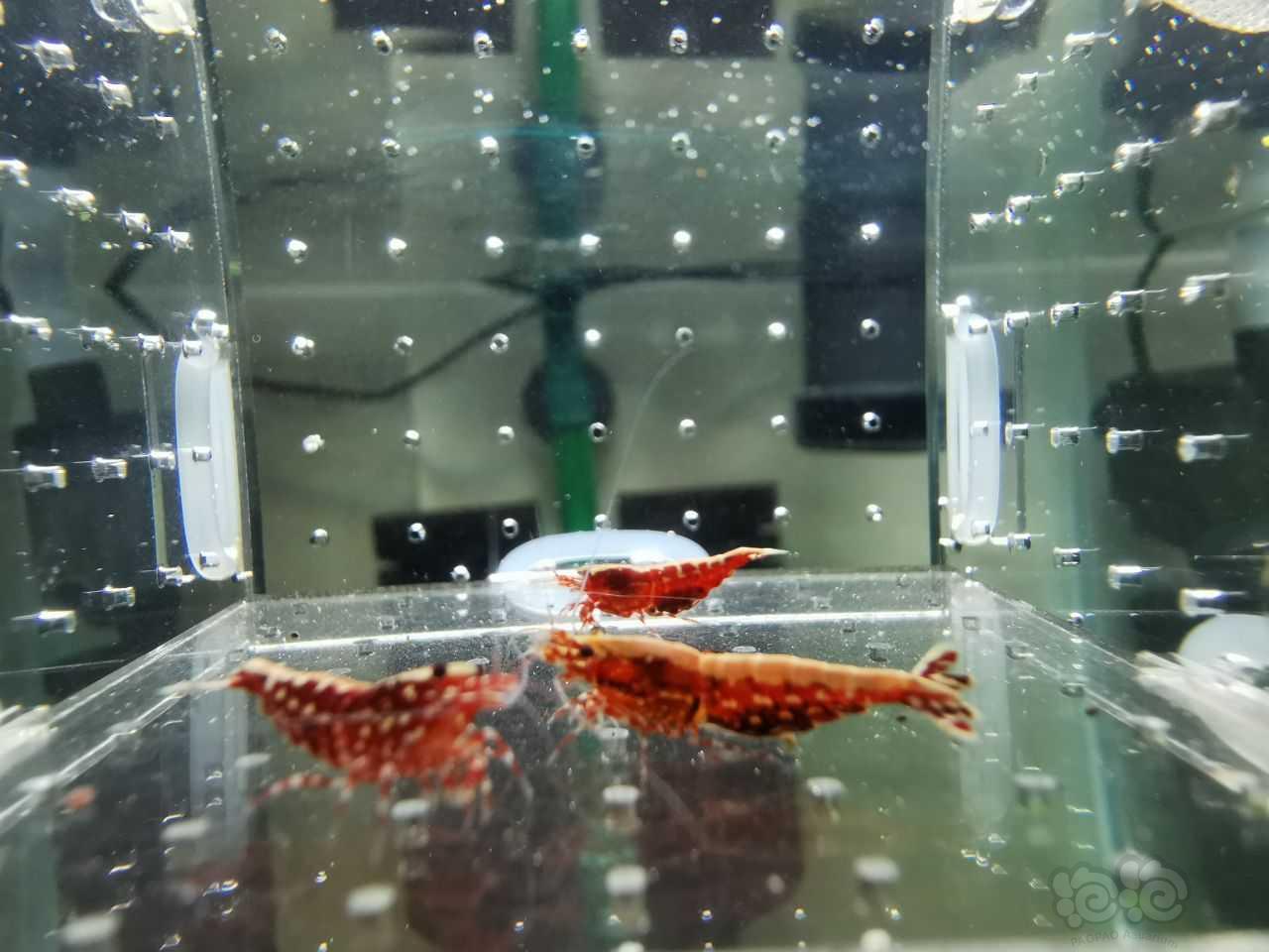 【虾】2023-03-29#RMB拍卖红银河三只-图3