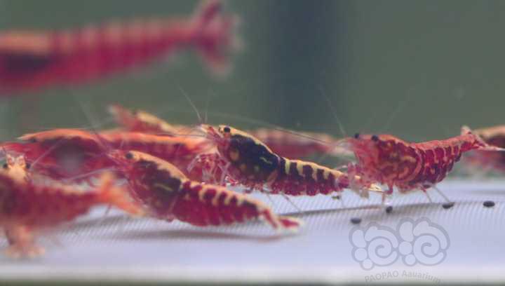 【水晶虾】出一组20只全母红银河-图3