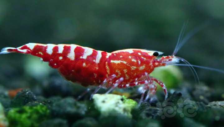 【虾】2023-03-25#RMB拍卖红银河抱卵母虾9只一份-图7