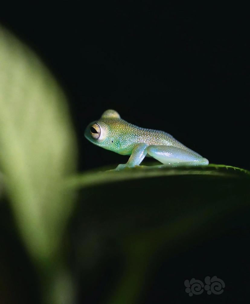 绿宝石玻璃蛙emerald glass frog-图4