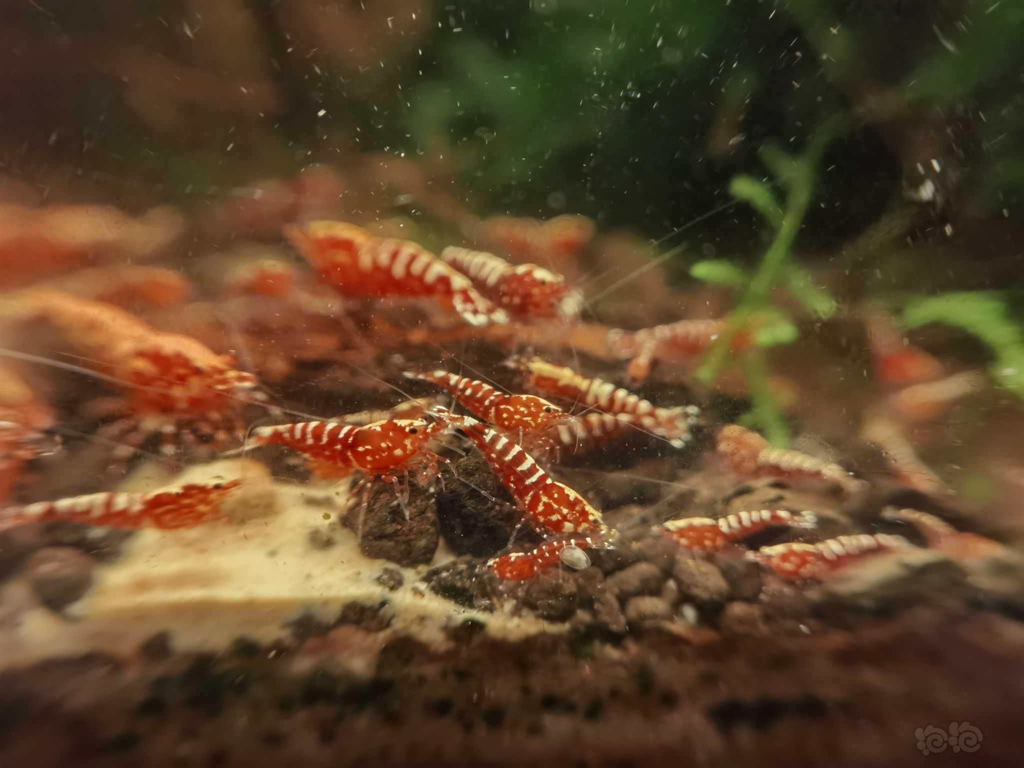 【水晶虾】红银河水晶虾-图5