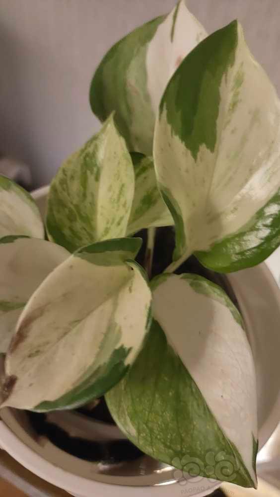 【盆栽】白癜风板绿萝之快乐叶子-图2