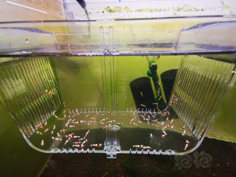 【虾】2023-03-29#RMB拍卖红白幼虾一组100只-图4