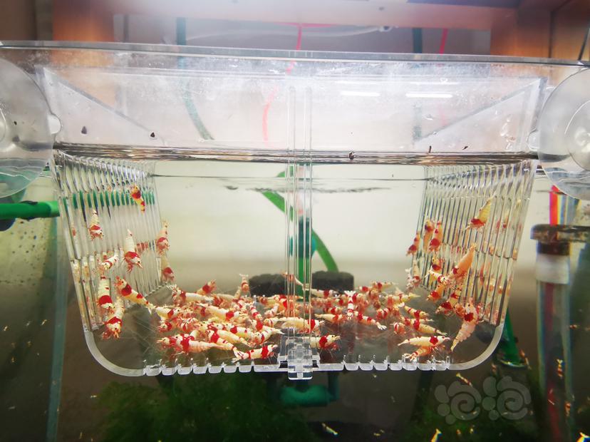 【虾】2023-03-31#RMB拍卖红白成公一组100只-图1