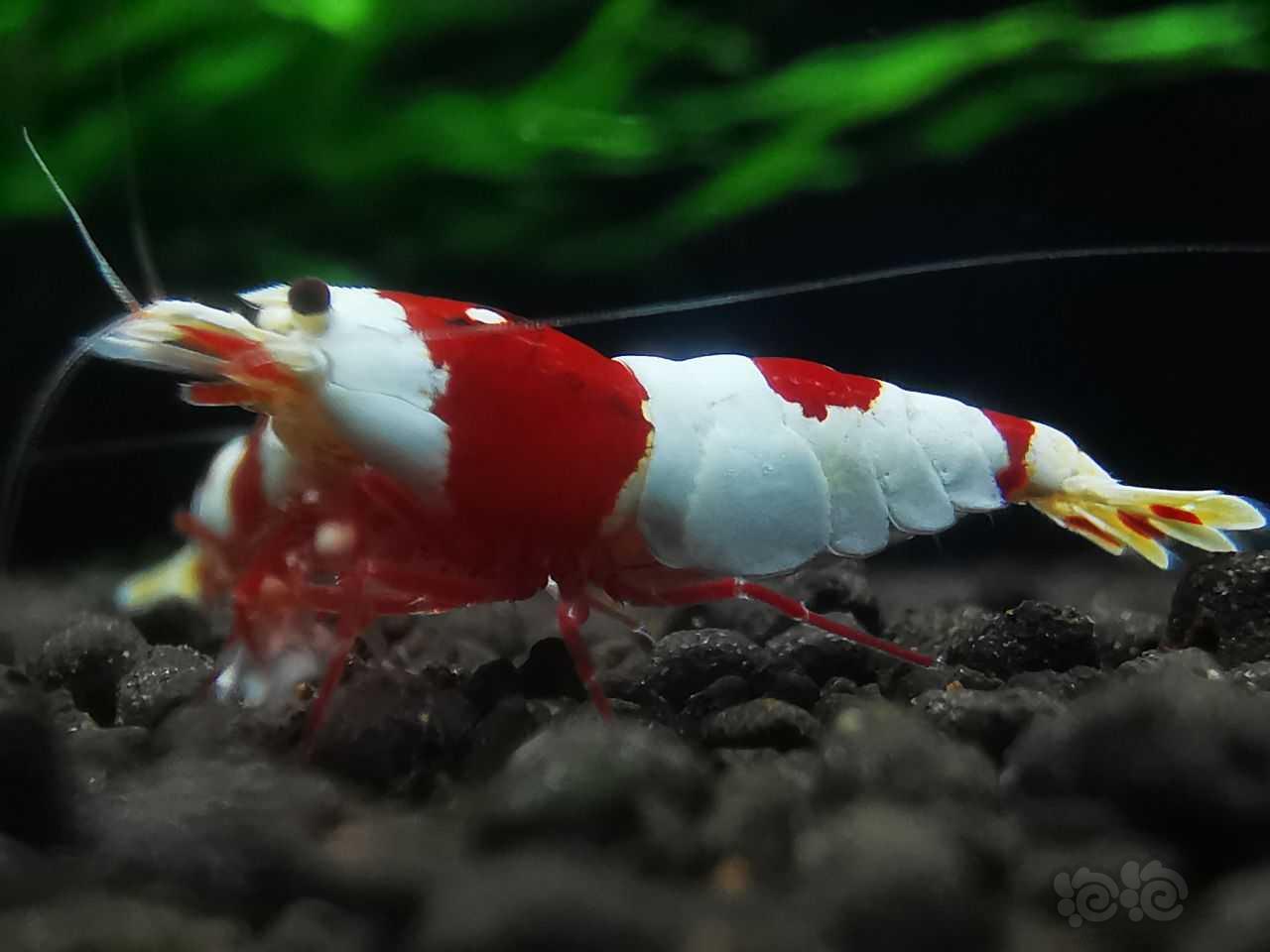 红白虾-图5
