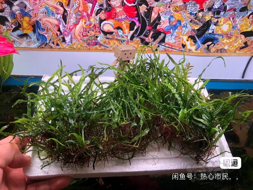 【出售】出，迷你榕，细叶铁，青木蕨苗子5厘米，10-15㎝  送椒草-图4